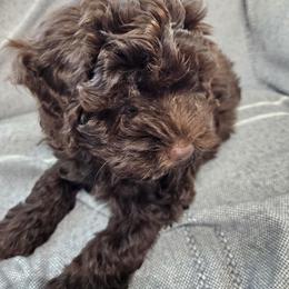 Havapoo Puppies from Derbyville Havapoos