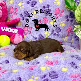 Reeses - Chocolate and tan male Dachshund puppy in Seagoville, Texas from Doxi Delights AKC Miniature Dachshunds