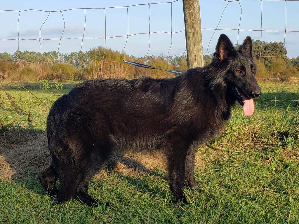 Dark Knight German Shepherds in Pennsylvania German Shepherd puppies