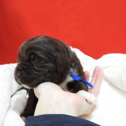 Blue , Male - Brown male Newfoundland puppy in Dalton, Ohio from Newfforu