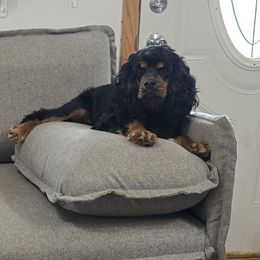 Cocker Spaniel puppies from South East Wisconsin cocker spaniels