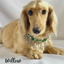 Willow - Dachshund