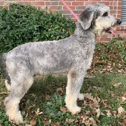 Aussiedoodles, Bernedoodles, and Poodles from Chris Krosschell's Bernedoodles