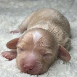 Olaf - Cream male Dachshund puppy in Payette, Idaho from NT Mini Doxies