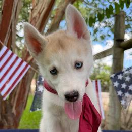 Waffles - Sable and white female Siberian Husky puppy in College Station, Texas from Texas Siberian Husky Kennels (TSHK)