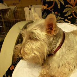 Pinkie - Scottish Terrier