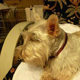 Pinkie - Scottish Terrier