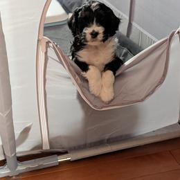 Aussiedoodle Puppies from Ridgeview Aussiedoodles