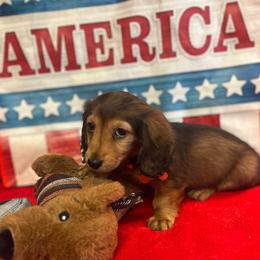 Moses - Sable male Dachshund puppy in Hooks, Texas from The Gentle Kennels