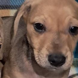 Dachshunds from Mbjs Miniature Dachshunds