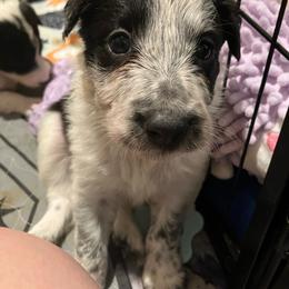 Willow - Black and white female Border Collie puppy in Holden, Missouri from Spotted Feather Farm