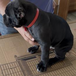 Red Collar Boy - Morganza x Lawman - AKC and ICCF - Black male Cane Corso puppy in Gorman, Texas from McOmber Country Kennels