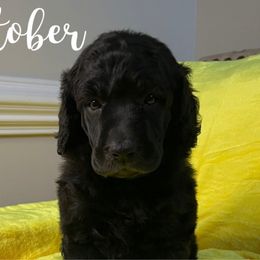 October - Poodle puppy from Sharp’s Standard Poodles