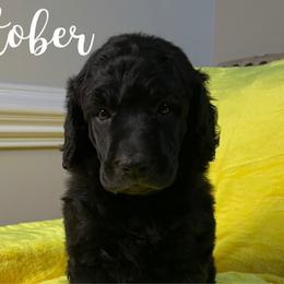 October - Poodle puppy from Sharp’s Standard Poodles
