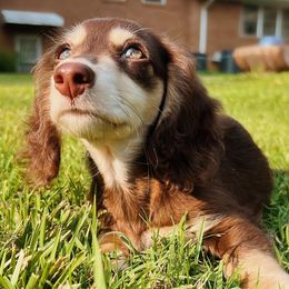 Dachshunds from Shy’s Teenie Weenies