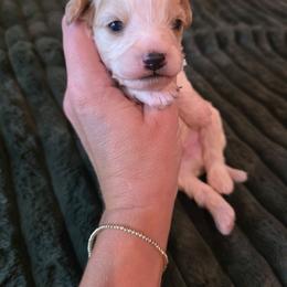 Light Blue - Oakley - male Cavapoochon puppy in Kountze, Texas from CaviCajun Kennels
