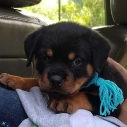 Rottweiler Puppies from Nikki Gregory