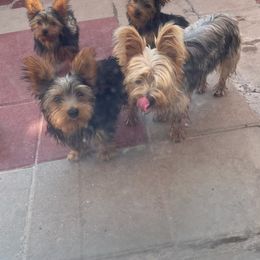 Yorkshire Terrier All Grown Up from Luzy Yorkies