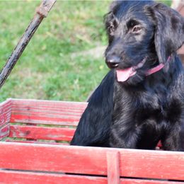 Labrador Retriever Puppies from Millies Kennel