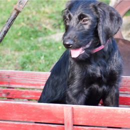 Labrador Retriever Puppies from Millies Kennel