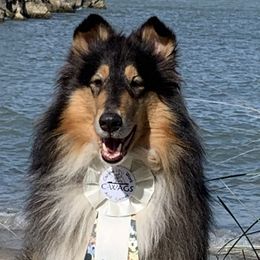 Collies from Kelstrin Collies