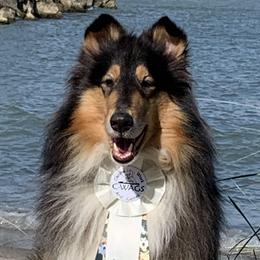 Collies from Kelstrin Collies