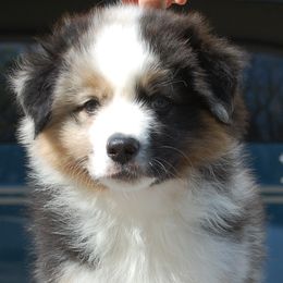 Australian Shepherds from Vesper Australian Shepherds