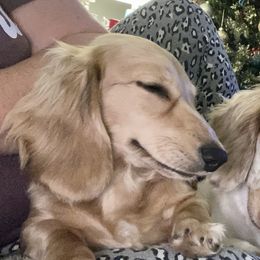 Wren - Dachshund