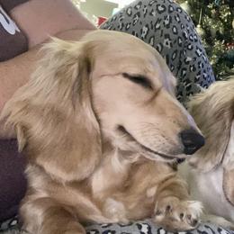 Wren - Dachshund