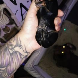 Waffles - Wild  boar and tan female Dachshund puppy in Stroudsburg, Pennsylvania from Bella's Weenie Haven