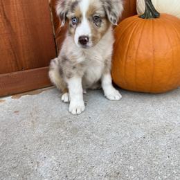 Miniature Australian Shepherd Puppies from Wild Outlaw Aussies