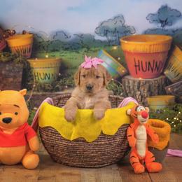 Rotini - Golden female Golden Retriever puppy in Sierra Vista, Arizona from Golden Borealis