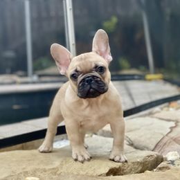 Purple collar - French Bulldog puppy from Big Daddy Frenchies