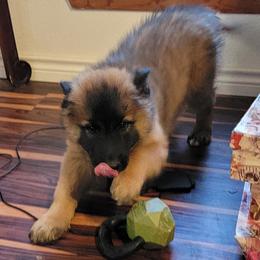 Boy 4 - Mahogany and black male Belgian Tervuren puppy in New Braunfels, Texas from Willow's Puppies