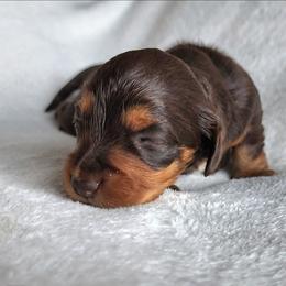 Keeper Girl - Chocolate and tan female Dachshund puppy in Anaconda, Montana from Williams Family Dachshunds