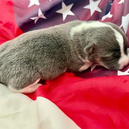 Sparky - Blue male Pembroke Welsh Corgi puppy in Norman, Oklahoma from Charm Farm Corgis