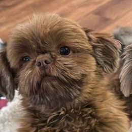 Reece - Red female Shih Tzu puppy in Covington, Georgia from Top Hats 2  Shih Tzu’s