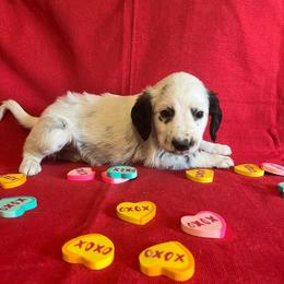 Cayenne- Long Coat-Red - White and black female Dalmatian puppy in Claremore, Oklahoma from Lotsofdots Dalmatians