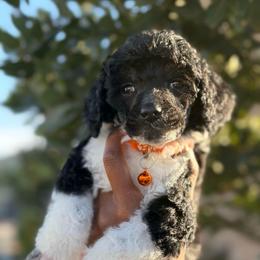 Alaric - Parti male Poodle puppy in Corona, California from Garden Of Poodles