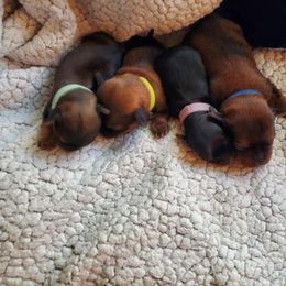 Havanese puppies from Beulah Bouviers and Hermoso Havanese