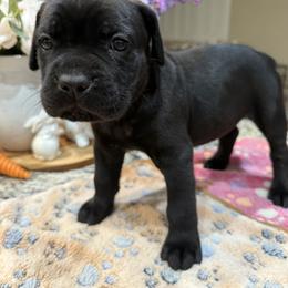 Cane Corso Puppies from KJ Cane Corso