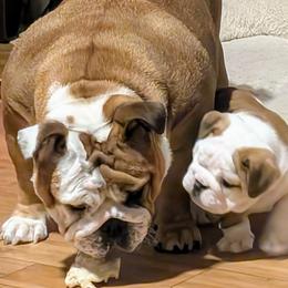 Bulldog Puppies from Red Clay Bullies