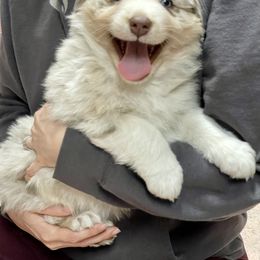 Australian Shepherd Puppies from Corbridge Aussies