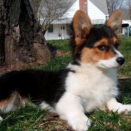 Assorted Doodle Crosses and Pembroke Welsh Corgis from Pure Pembroke