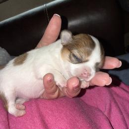 Ellies Puppy - Sable spotted white female Chihuahua puppy in Peoria, Arizona from Princess Paws LLC