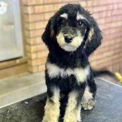 Lupin - male Golden Mountain Doodle puppy in Twin Falls, Idaho from Burrow & Bone