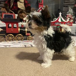 Biewer Terrier Puppies from Southern Star Biewers