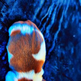 Shih Tzu Puppies from Gig Harbor Shih Tzu's