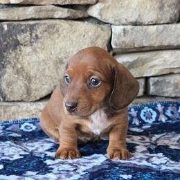 Teddy - Chocolate male Dachshund puppy in Signal Mountain, Tennessee from Hot Diggity Doxens