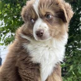 Miniature American Shepherds from Turnin Heads